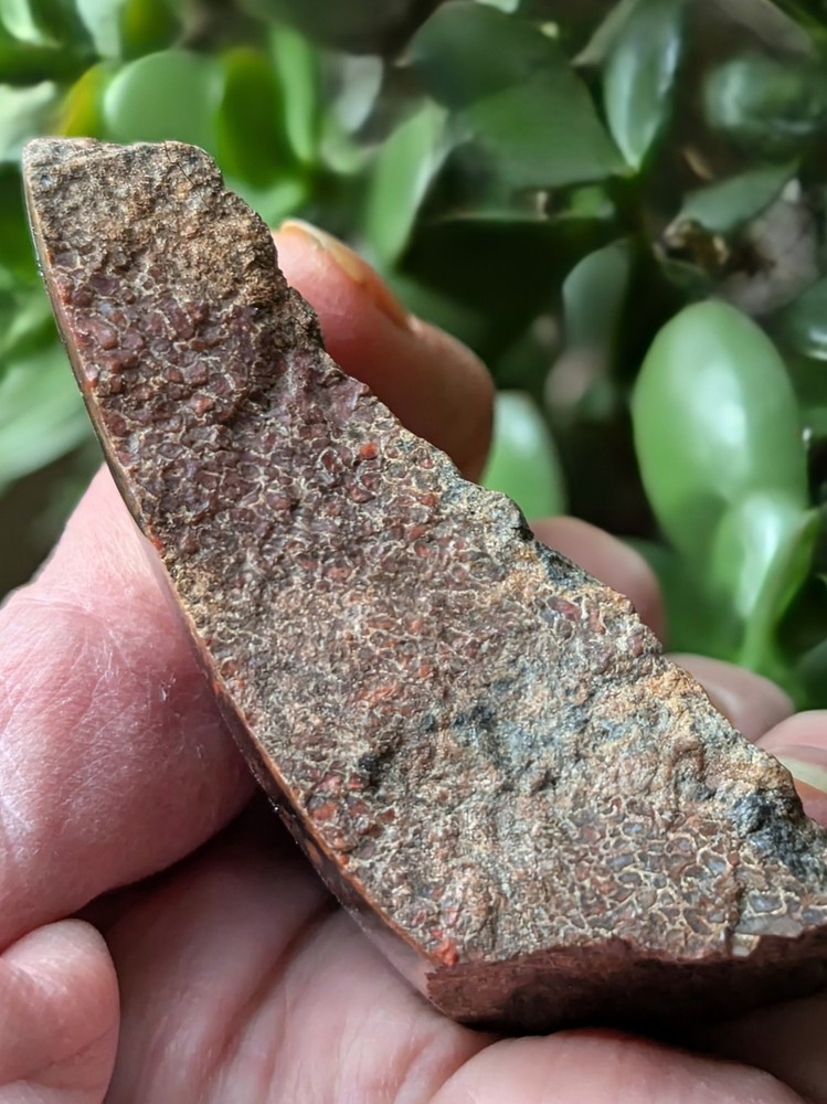 Dinosaur Bone * Polished * 3.4 oz. *