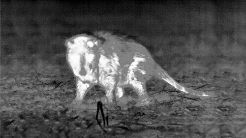 ATN OTS LT 320 6-12X