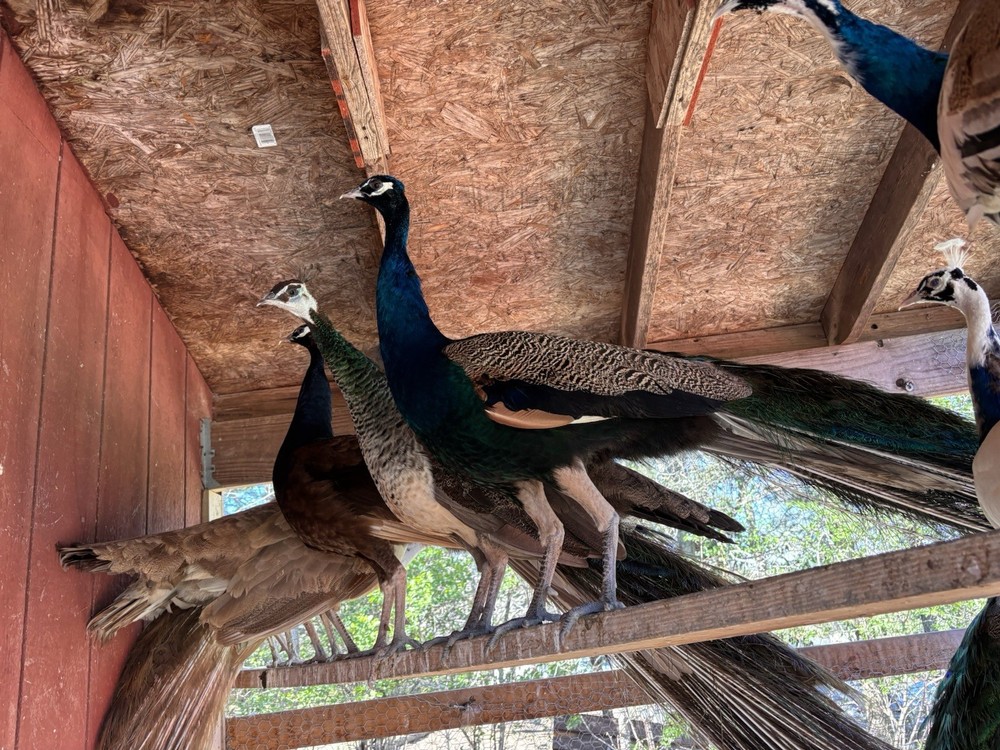 6 Peacock Peafowl Hatching eggs - Ready to ship, plus 1 extra egg!
