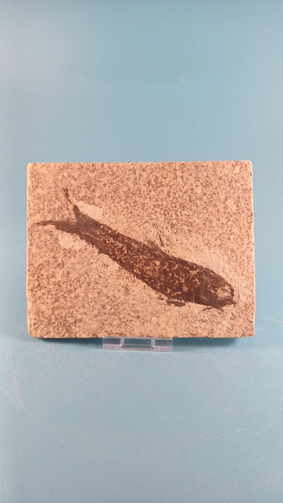 fossilised fish 50 to 30 million years old
