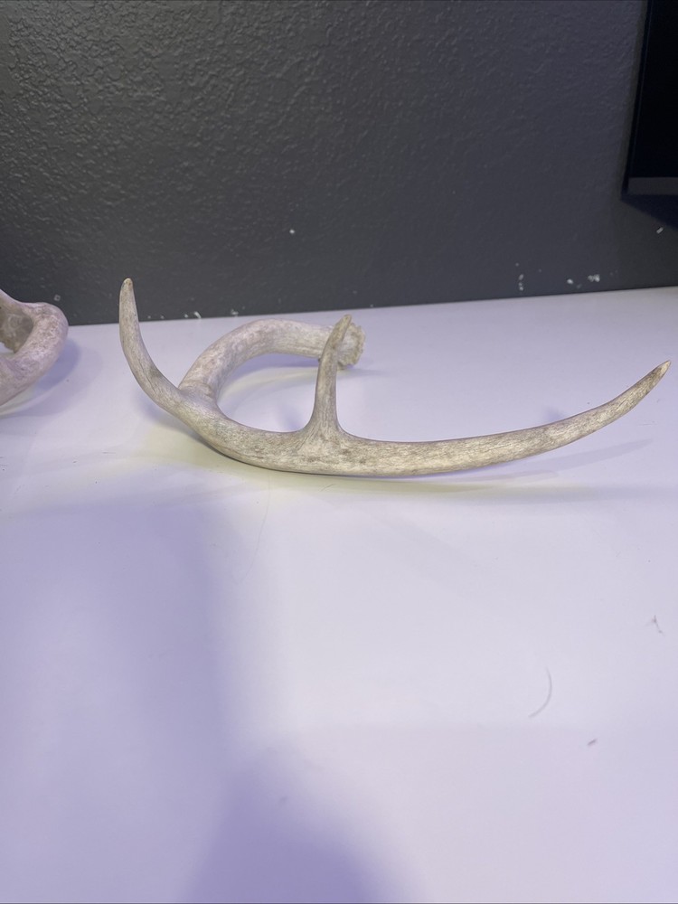 Whitetail Deer Antlers