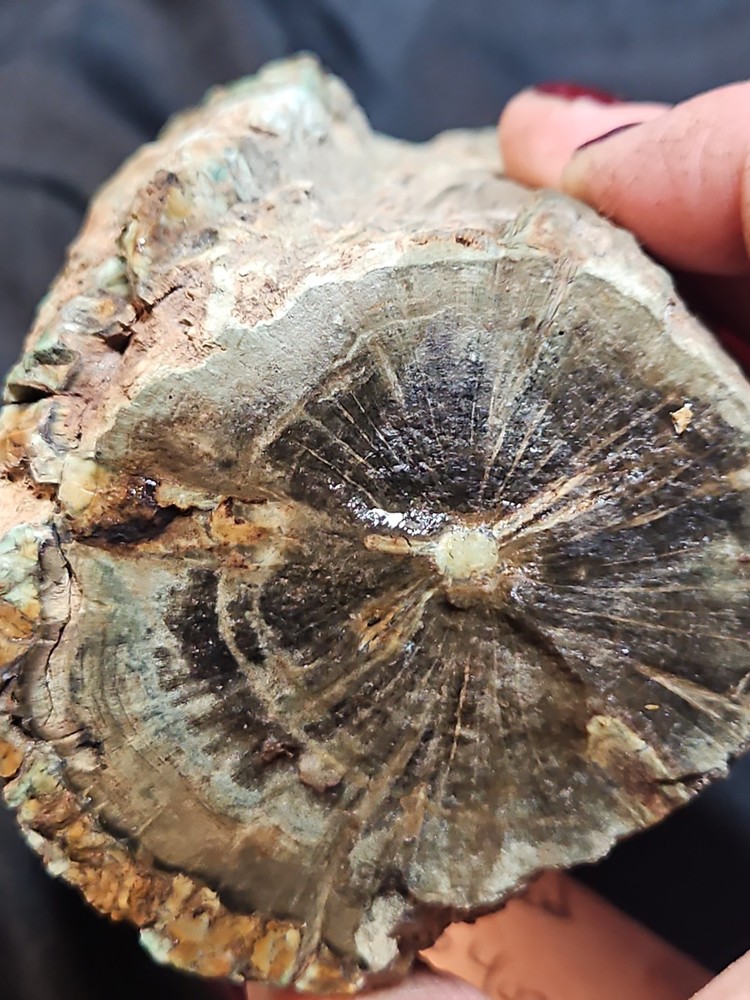 Zimbabwe Petrified Log Specimen (3 Lbs 4 Oz )