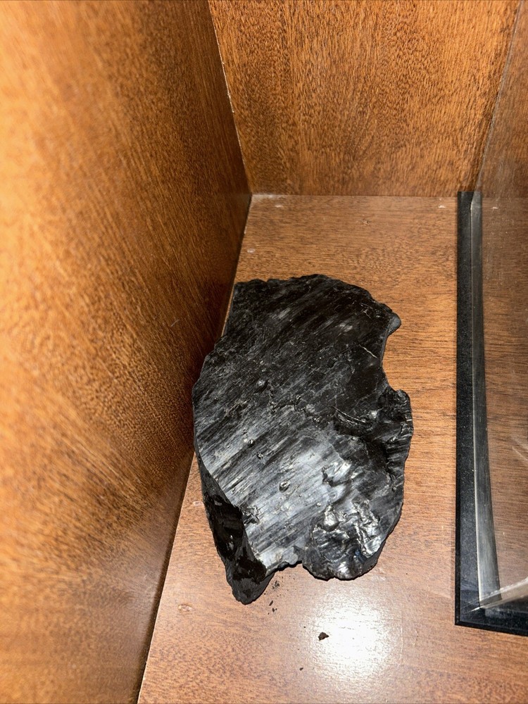 Fossils from coal mine 1200 feet deep