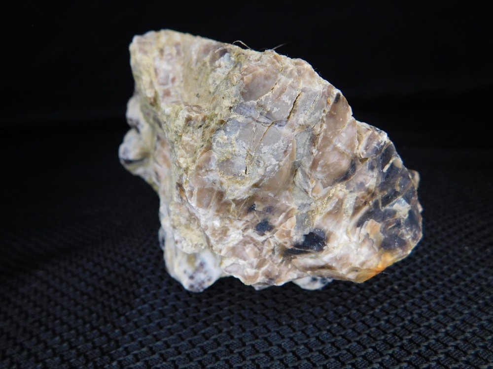 Petrified Wood Opalized Cut Display Specimen 2 lbs. 14 oz.