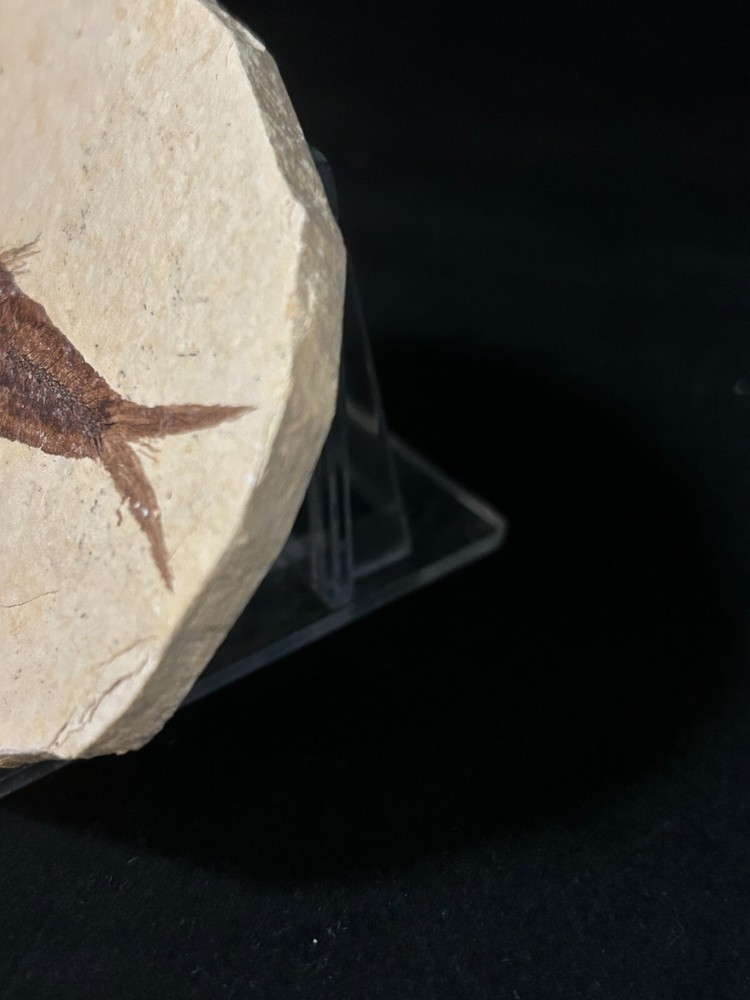 Fossil Fish