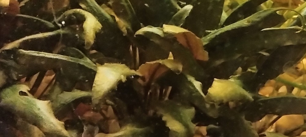 neptunes gardens cryptocoryne wendtii