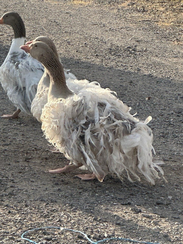 4 Sebastopol Geese Hatching  Eggs read description please.