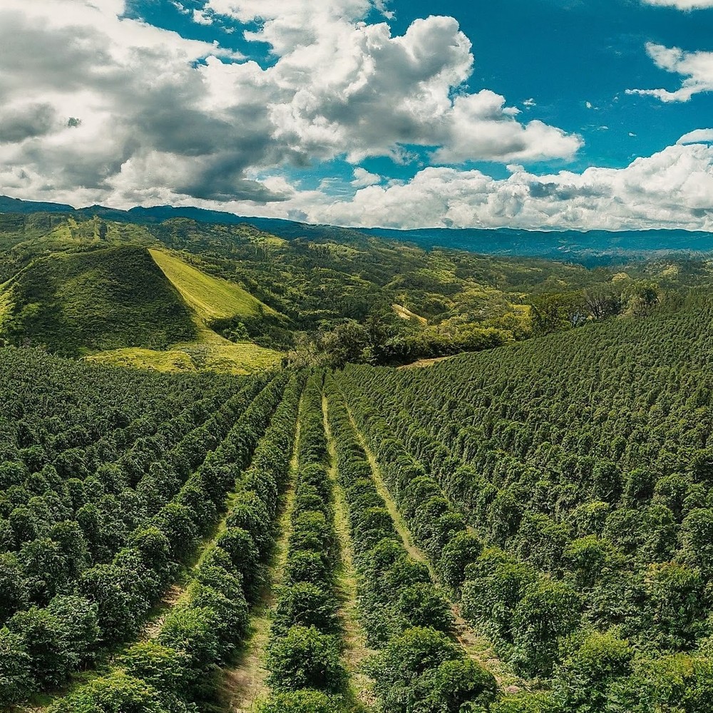 COLOMBIAN WOMEN’S COOPERATIVE COFFEE