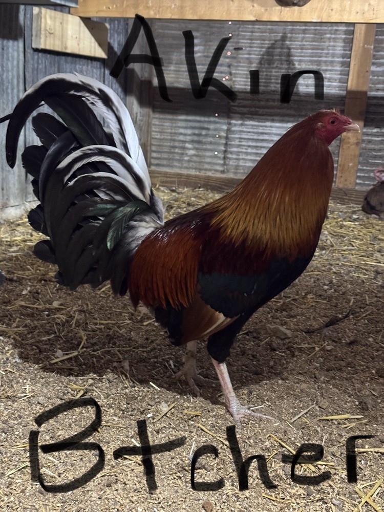 10 + Chicken Hatching Eggs