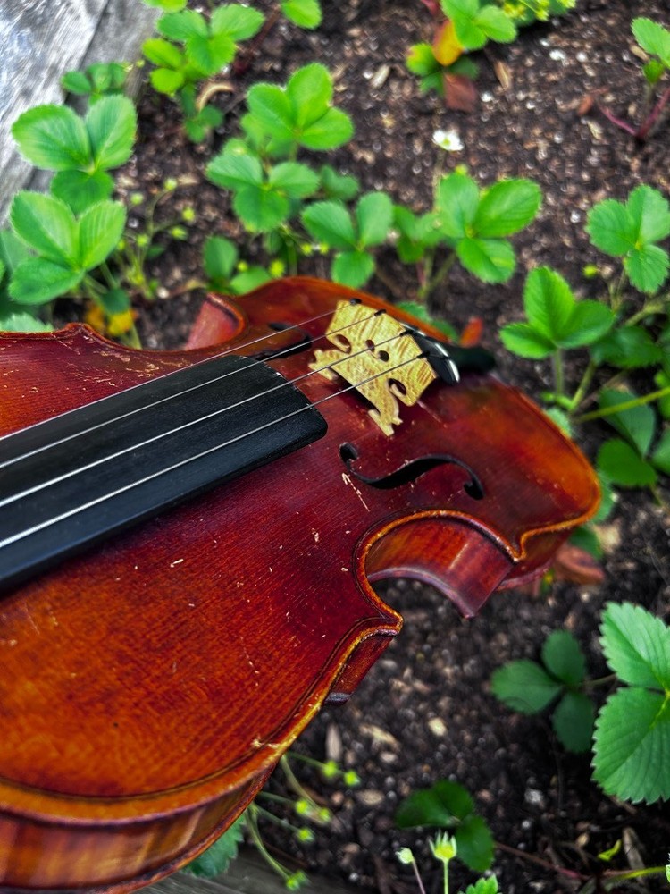 violin
