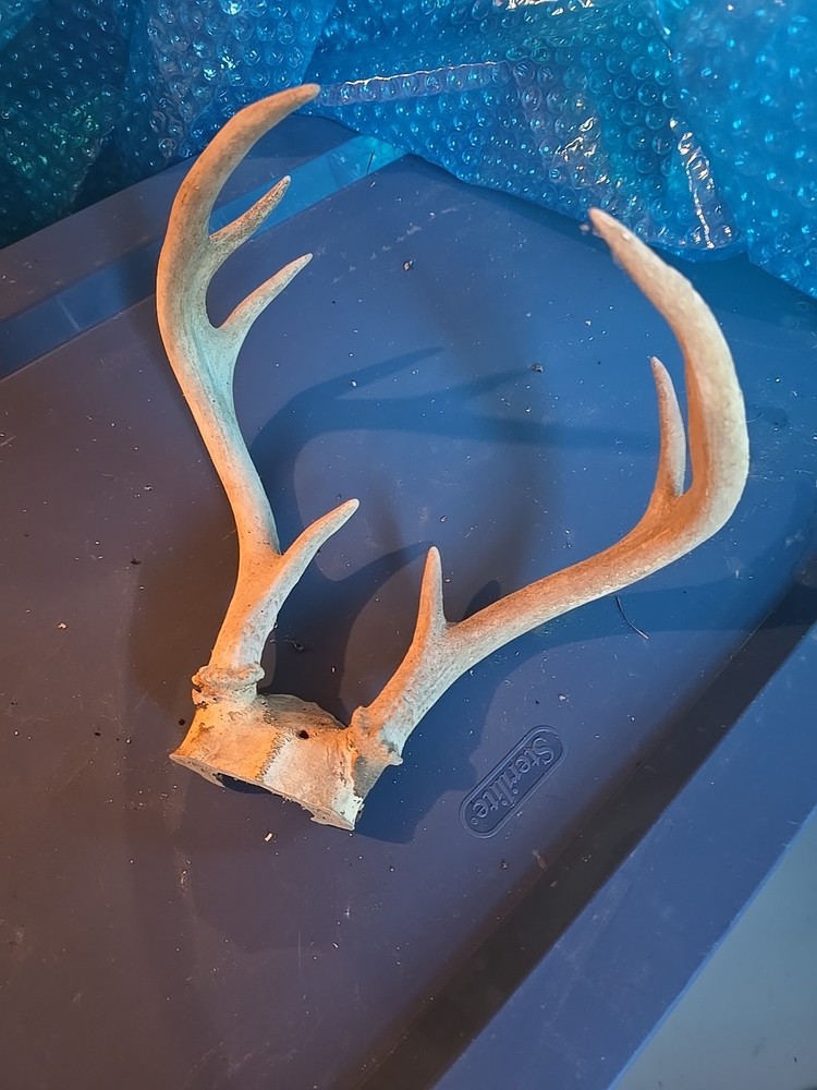 Small 8 Point Whitetail Deer Antler Rack Skull Cap