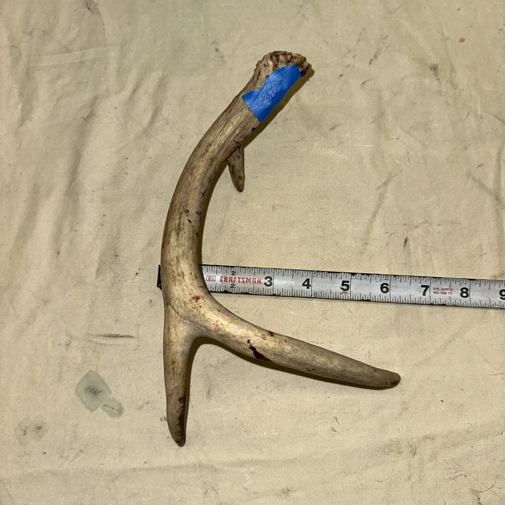 Single Whitetail Deer Antler Shed ~ 3 Points