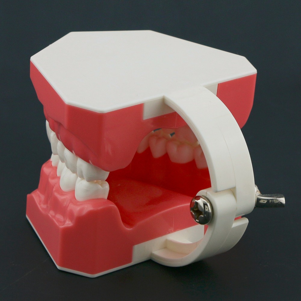 US Dental Teeth Model Brushing Flossing Studying Practice Teaching Model 7010-1