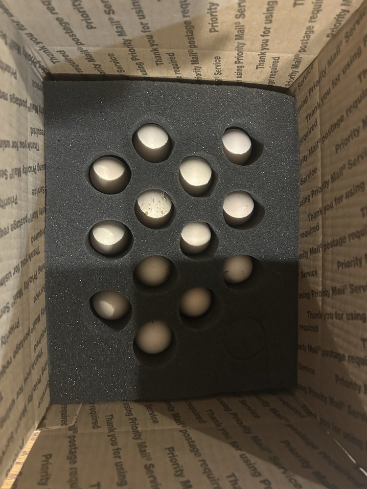 Jubilee Orpington Hatching Eggs 12+