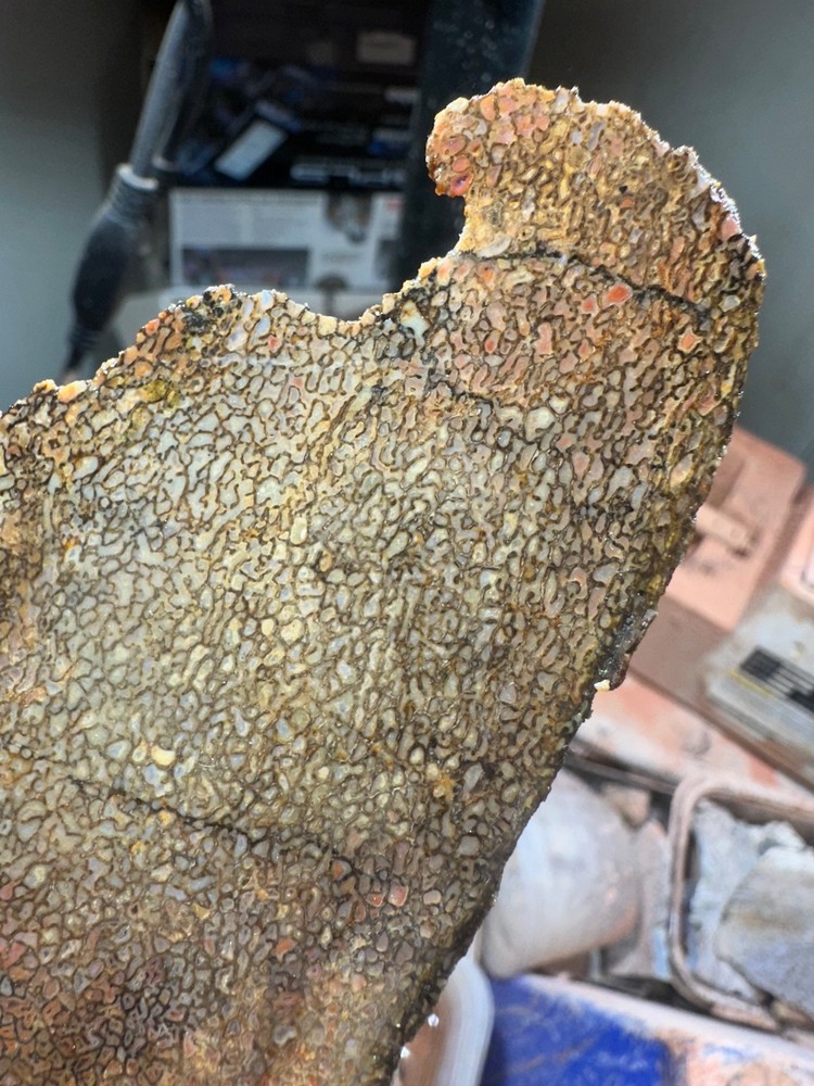 Dinosaur bone rough **hxtled end cut.