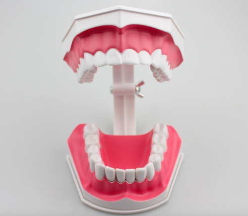 Dental 28 Teeth Teaching Study Typodont Demonstration Model Toothbrush Removable