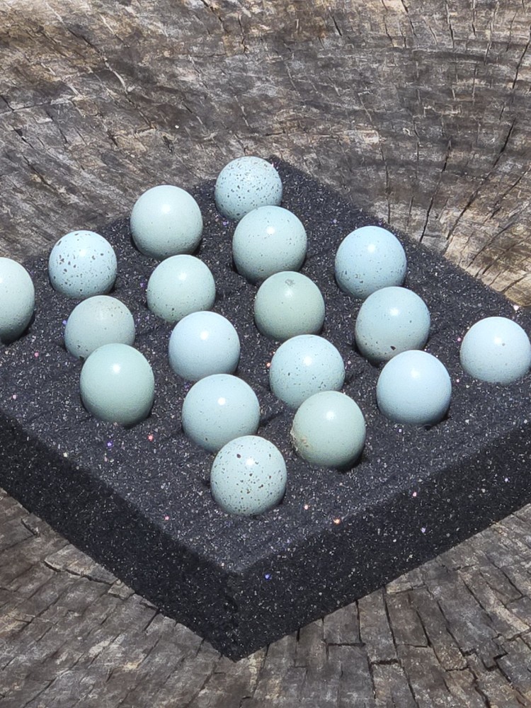 18+ Celadon Blue Coturnix Quail Hatching Eggs - 100% True Blue