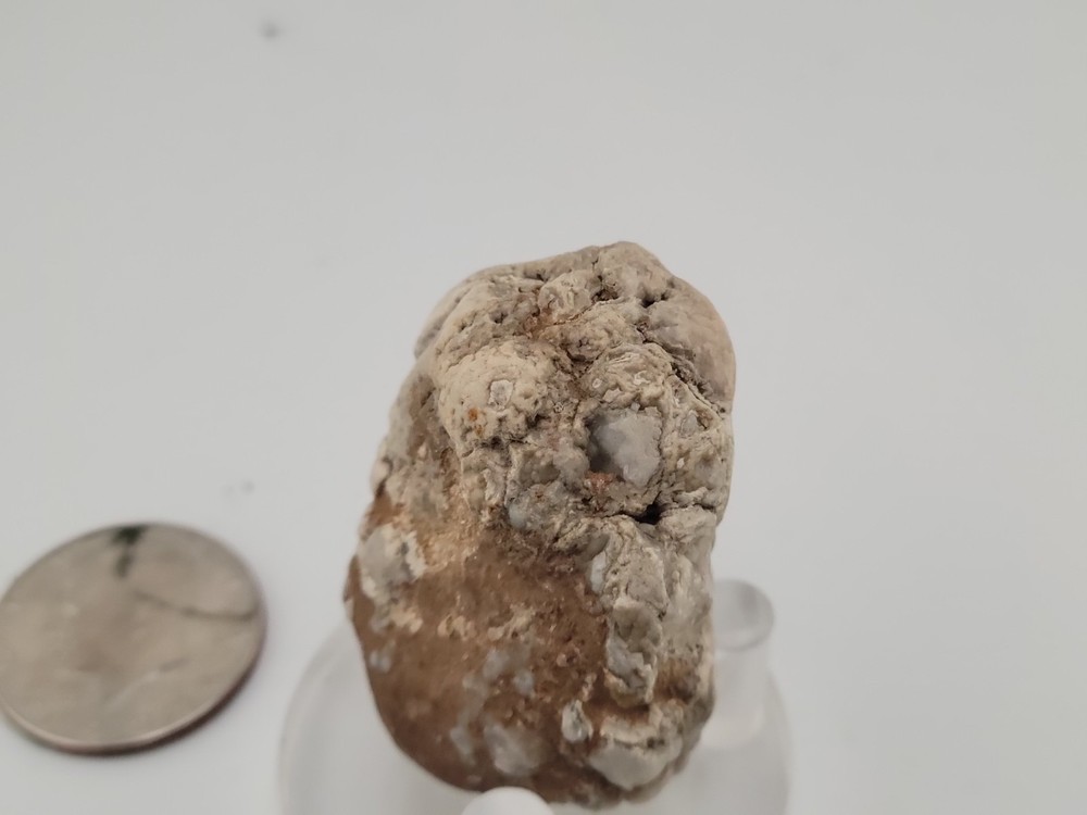 Real Permineralized Reptile Egg Fossil