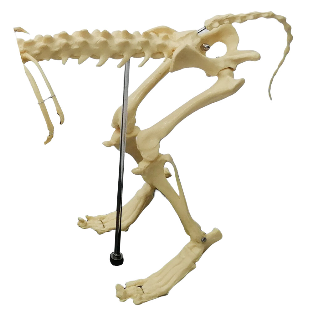 Model Canine Skeleton Standard Size Dog Display Lab Study Veterinary Animal
