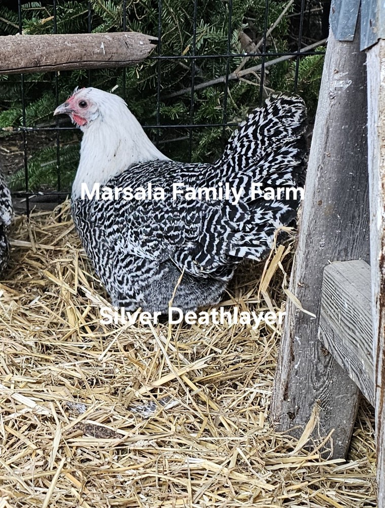 6 Silver Deathlayer Chicken Hatching Eggs-Presale April