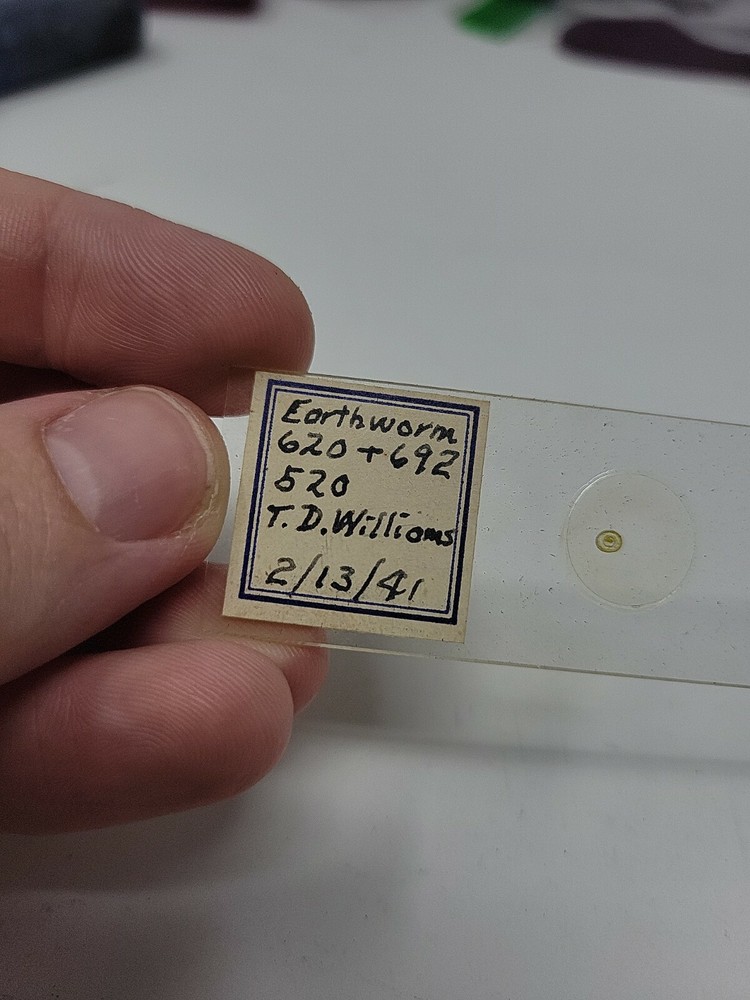 Vintage Microscope Slide 1941