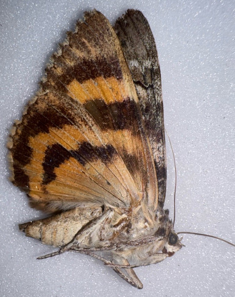 JS6 - YELLOW CATACOLA UNDERWING MOTH - 22