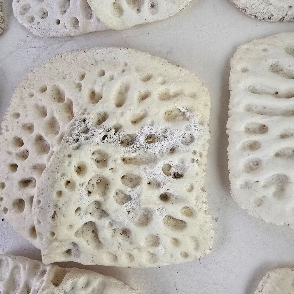 Gator Alligator Back Scute bone bones Bony scutes croc weird Osteoderms white