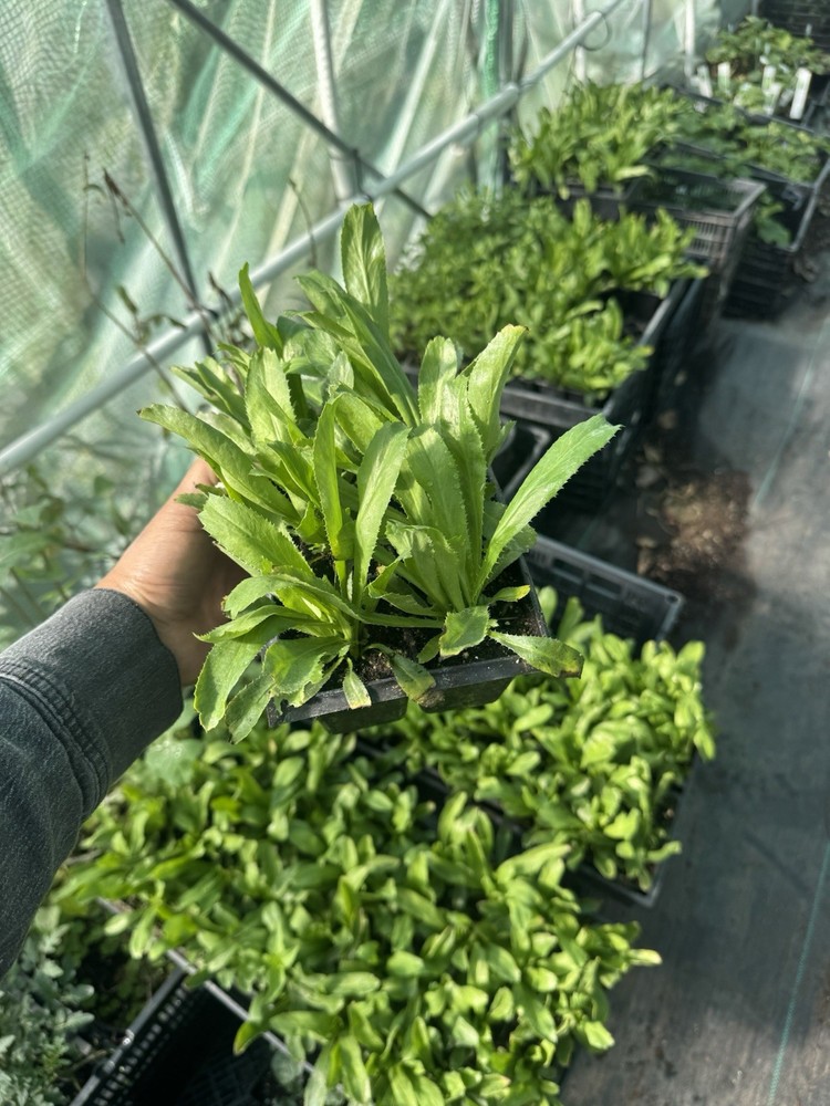 Culantro Live Plants 6 Packs