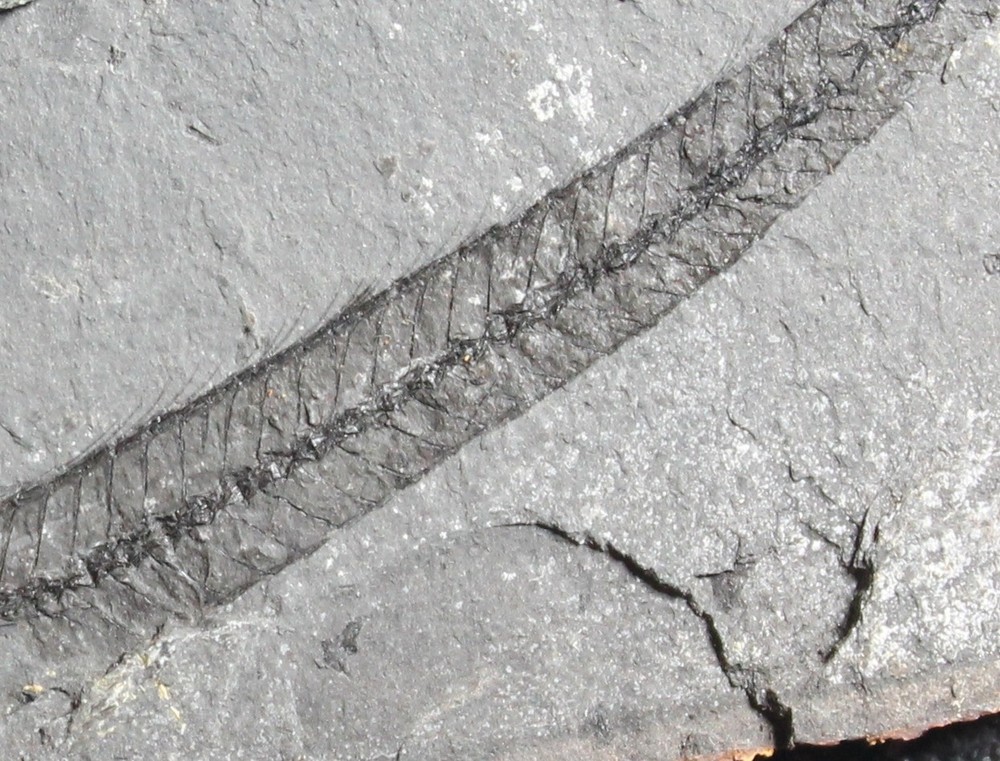 Lepidopus glarisianus - Big fossil fish