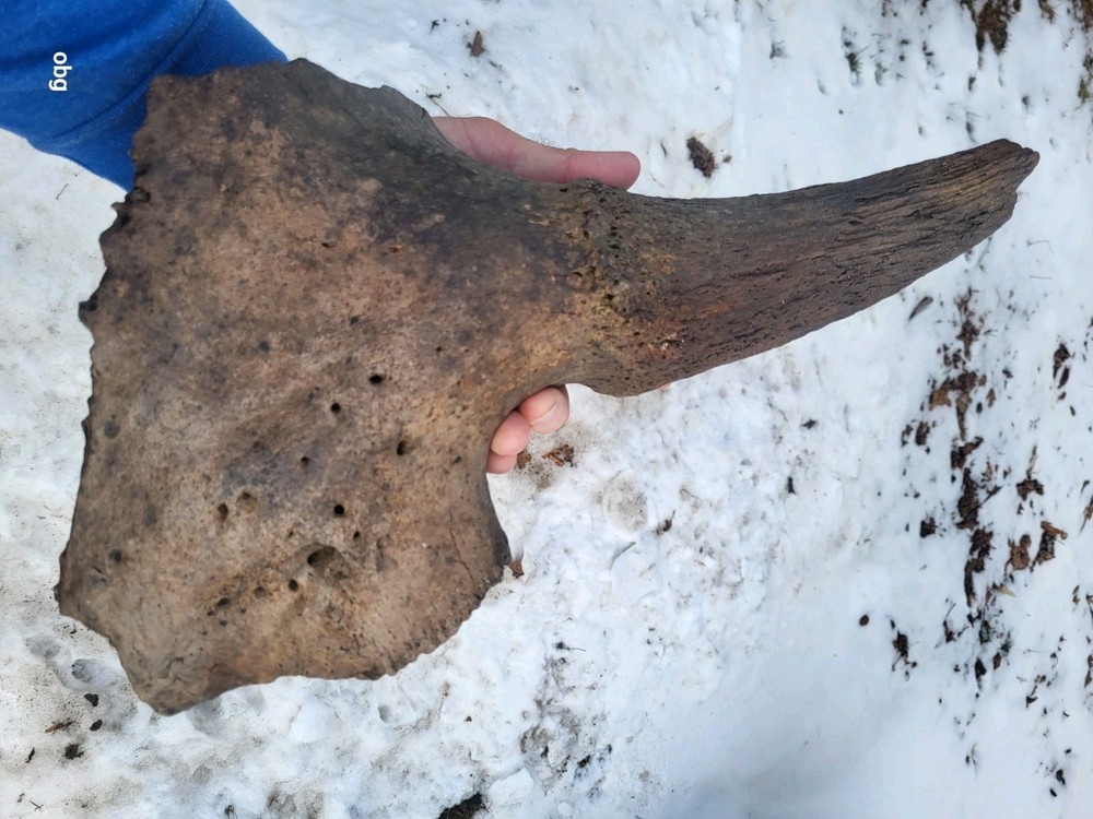 Historic Bison Horn Core Partial Skull river find