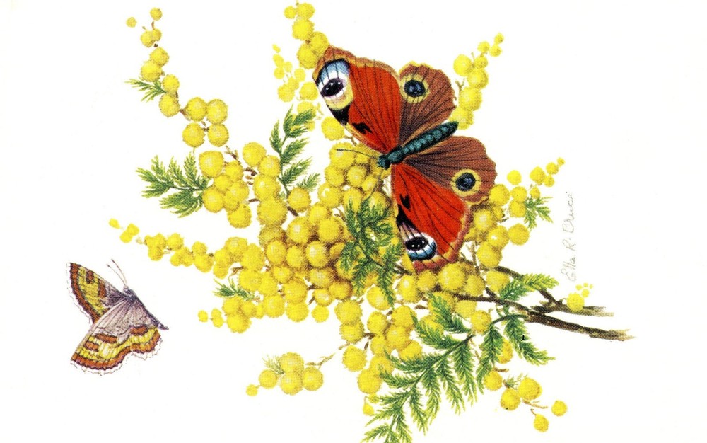 BUTTERFLY - PC968