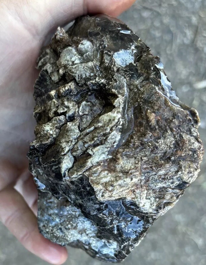 Silver Creek Junction petrified wood