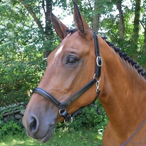 NEW KL Select Red Barn Devon Ergonomic Halter Horse Oversize BLACK