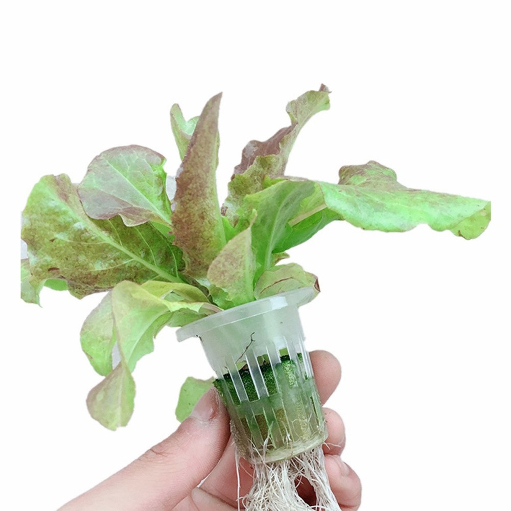 50 Pcs Root Fixer Net Cup Pots Hydroponic Hydroponics Growing Baskets