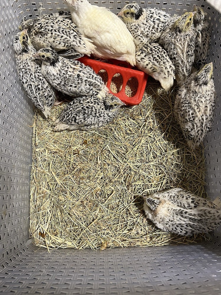 12 Buddy’s Hatchery Pearl Fee Coturnix Quail Hatch Egg