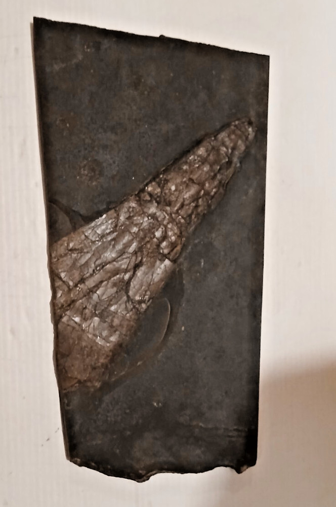 Dinosaur? Fish? Ray? Fossil