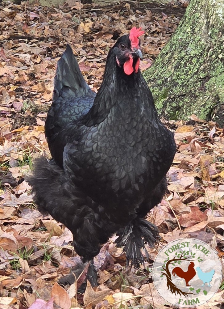 Black Copper Marans BCM Hatching Eggs 10+