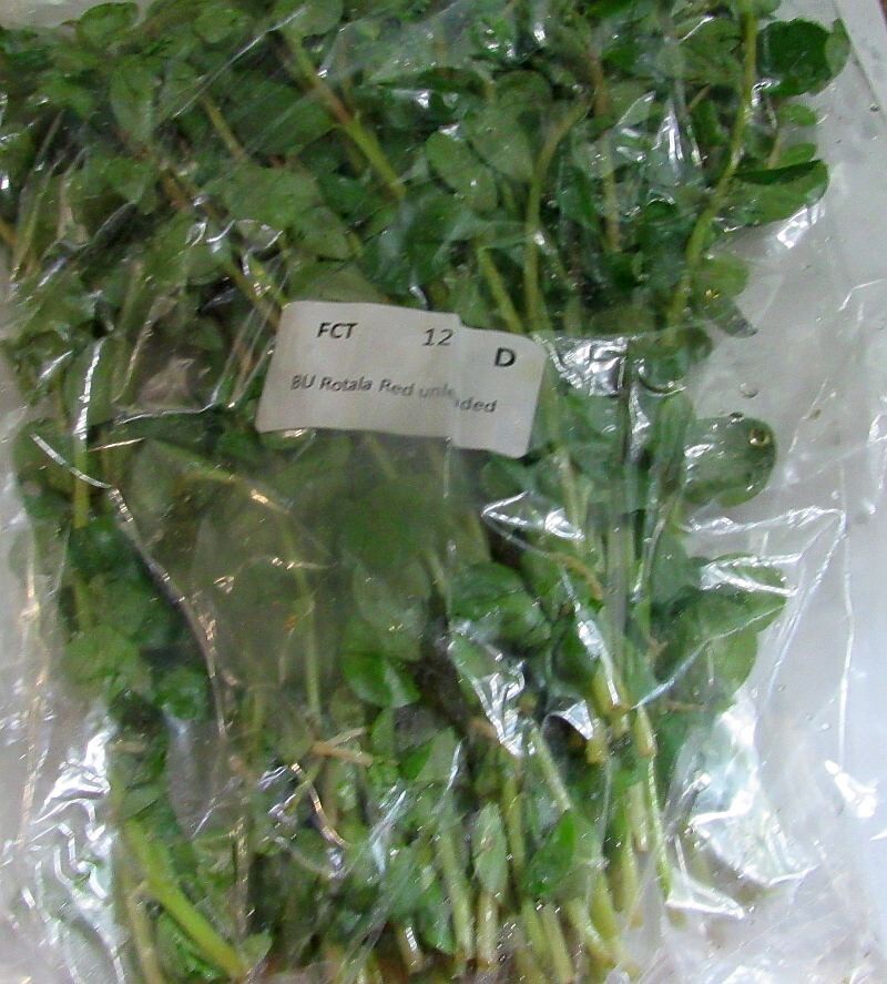 36 plus stems rotala red plants