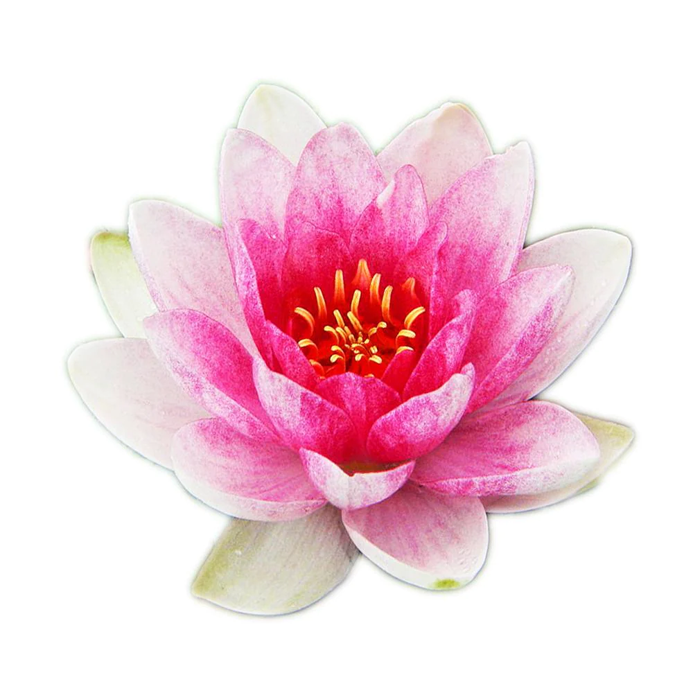 Nymphaea Ploydaeng | Aquarium Plants Factory®