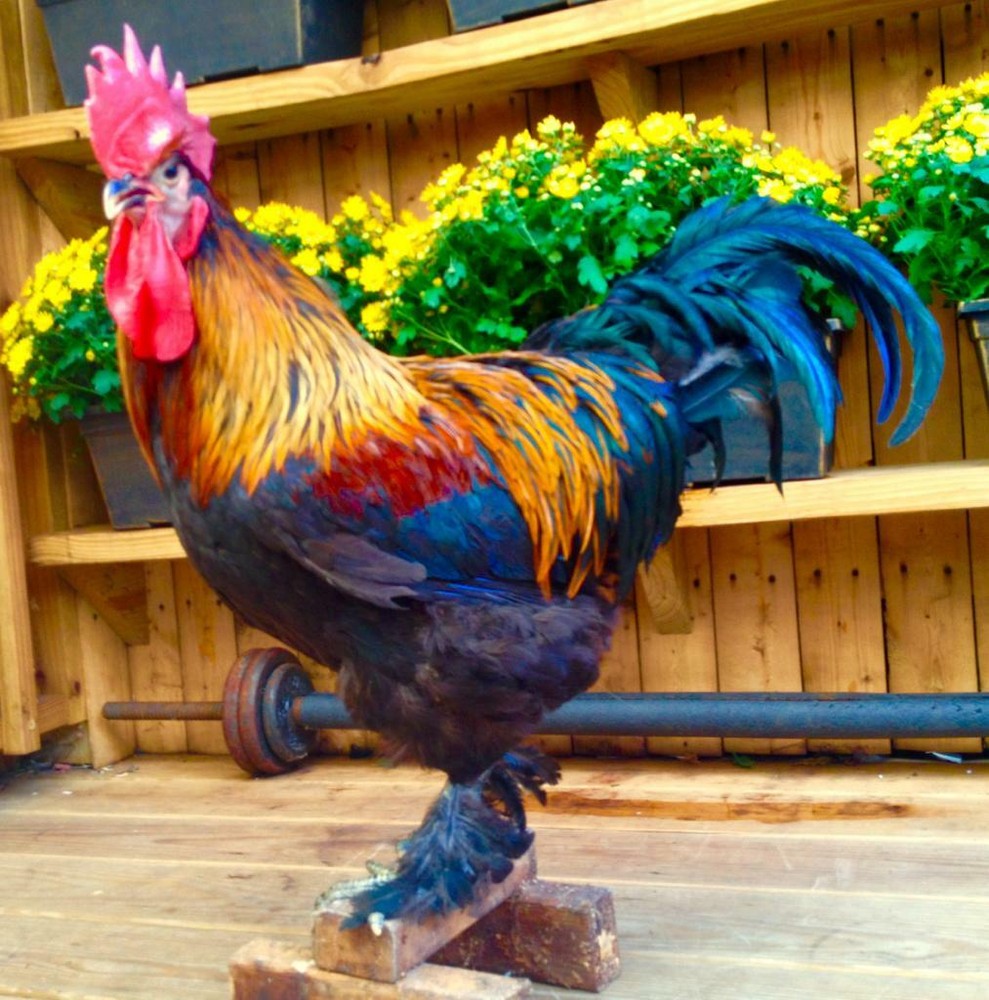 BLACK BLUE OR SPLASH COPPER MARANS 100% PURE TYPE ( 12 ) HATCHING EGGS