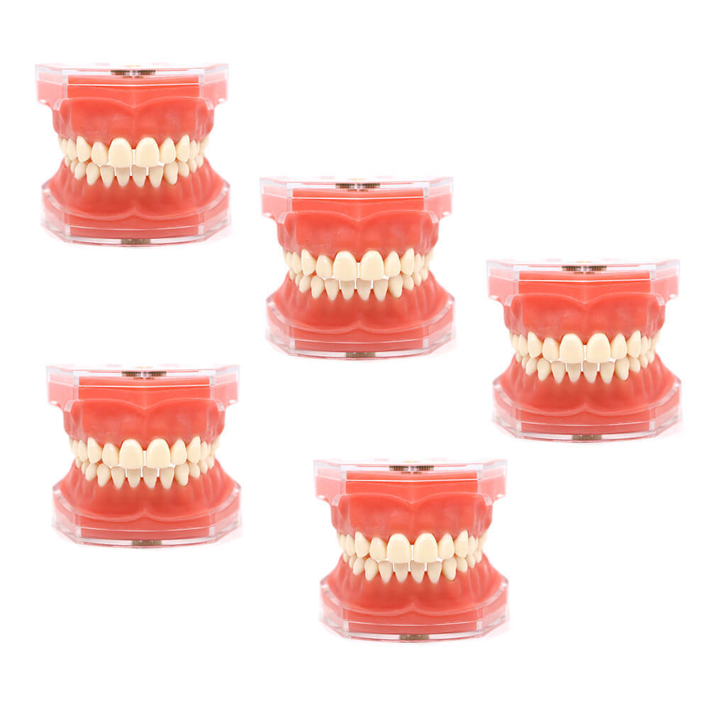 Orthodontic Study Model 4004 with 28 Removable Teeth for Dental Bracket Training