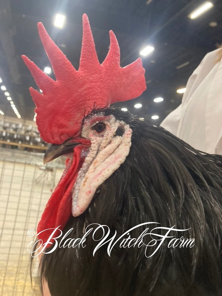 6+ White-Faced Hatching Eggs NPIP-Certified Critically Endangered