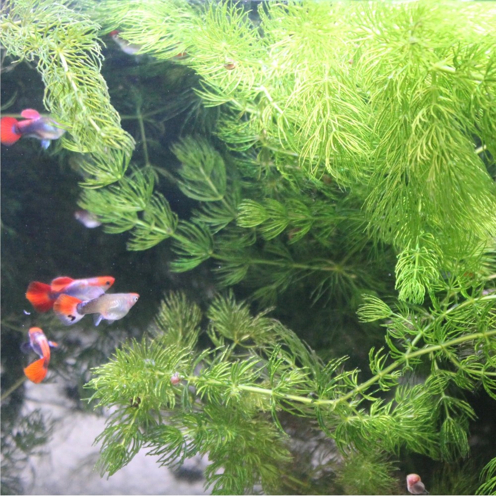 3+ Hornwort Live Aquarium Plants