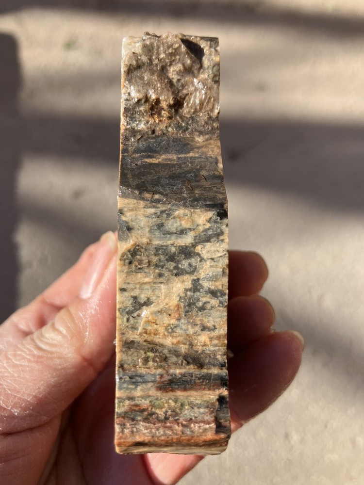 Woodworthia Petrified Wood