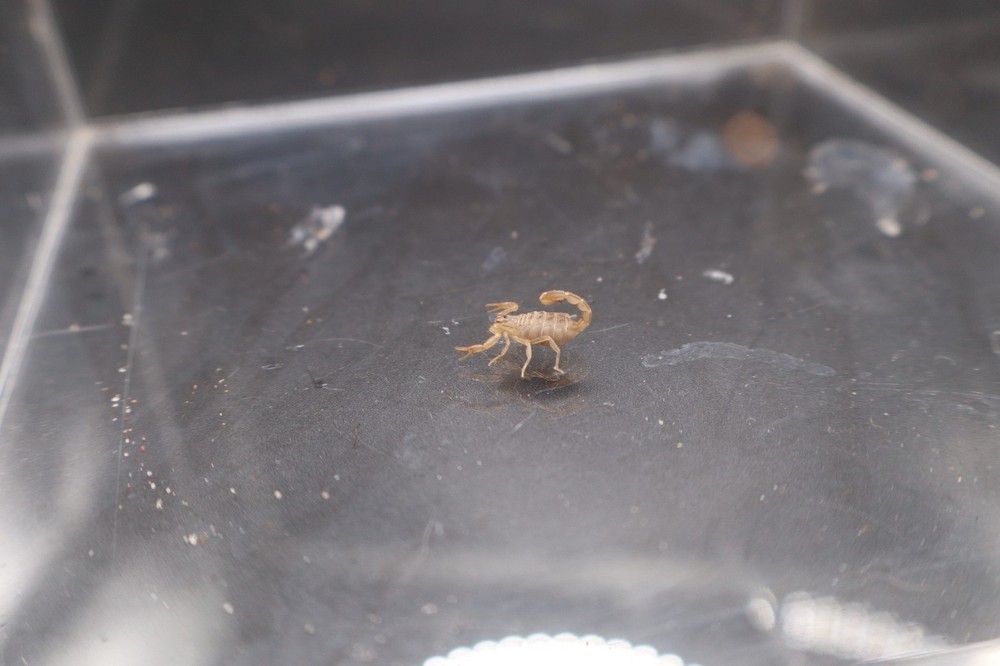 Live Striped Devil Scorpion (Paravaejovis spinigerus)
