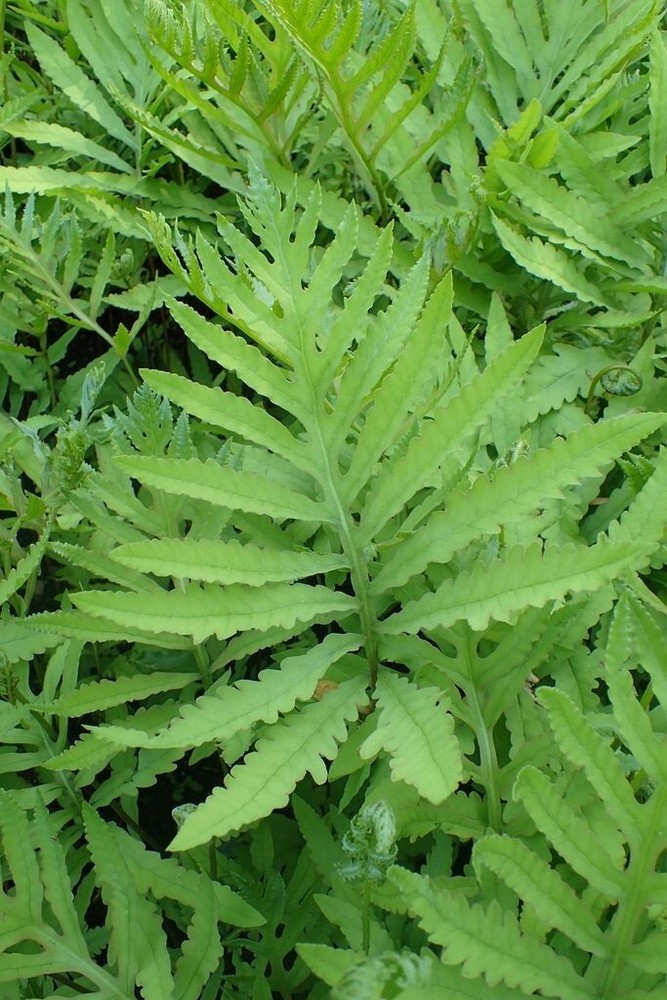 Onoclea Sensibilis (Sensitive fern) | Bare-root