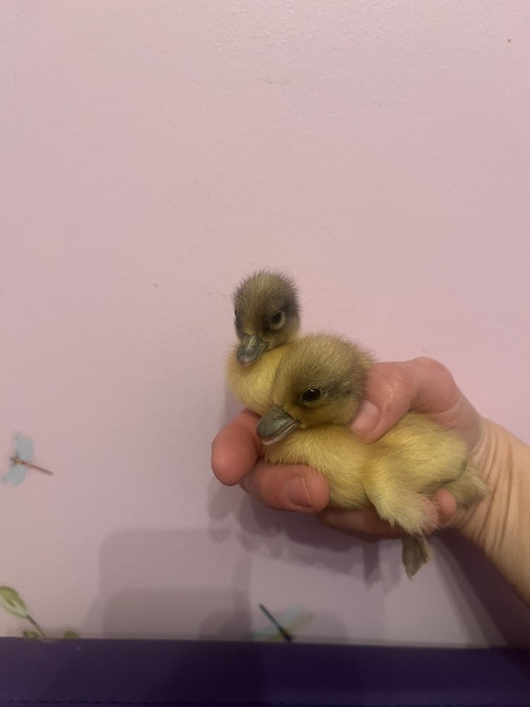 12 Call Duck Hatching Eggs.