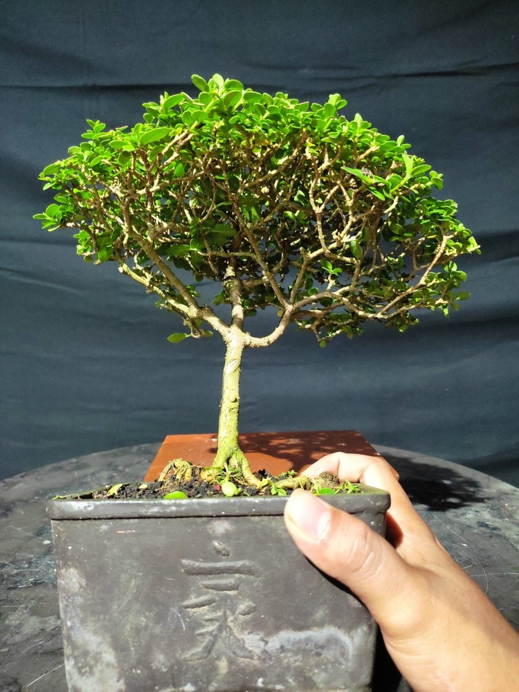 Premna Microphylla Living Tree Bonsai Tree