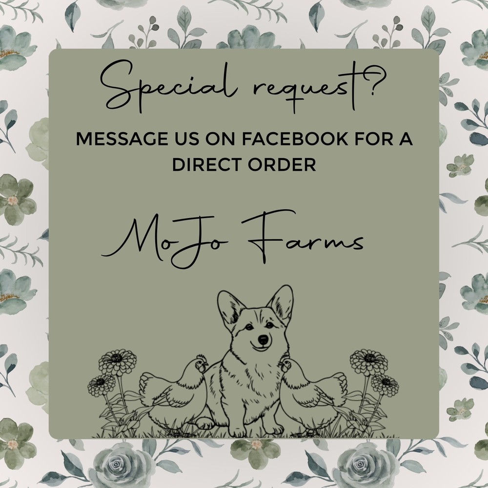 12+ BC1 BC2 Olive Egger Hatching Eggs NPIP Certified