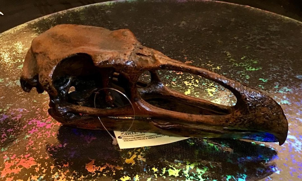 Teratornis Merriami Skull REPLICA